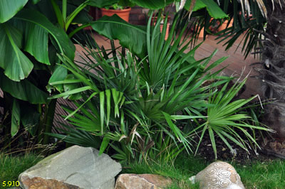 chamaerops humilis